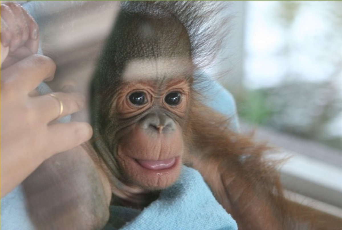 Animalismo: desacralizar la vida humana
