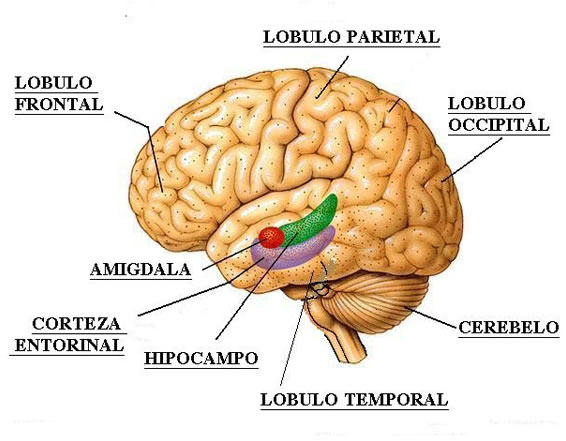 Mente y cerebro
